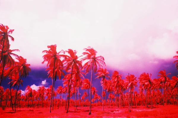 Gyönyörű Trópusi Táj Pálmafákkal Égbolttal — Stock Fotó