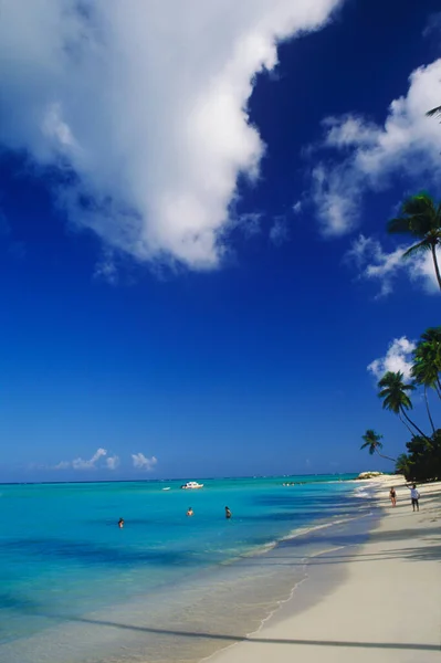 Beautiful Beach Palm Trees Blue Sky — Stock Photo, Image