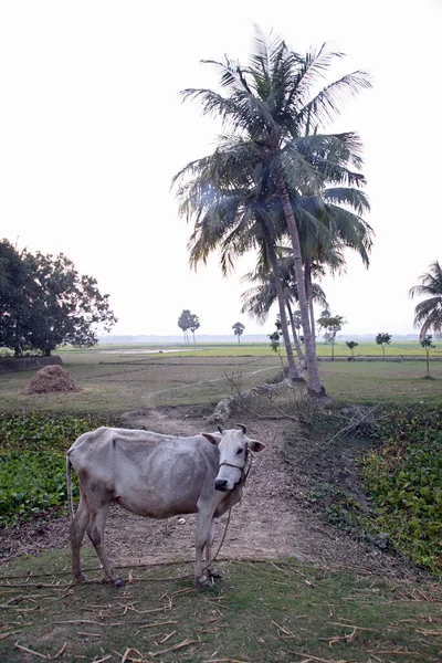 印度西孟加拉邦松达班的稻田里放牛的风景 — 图库照片
