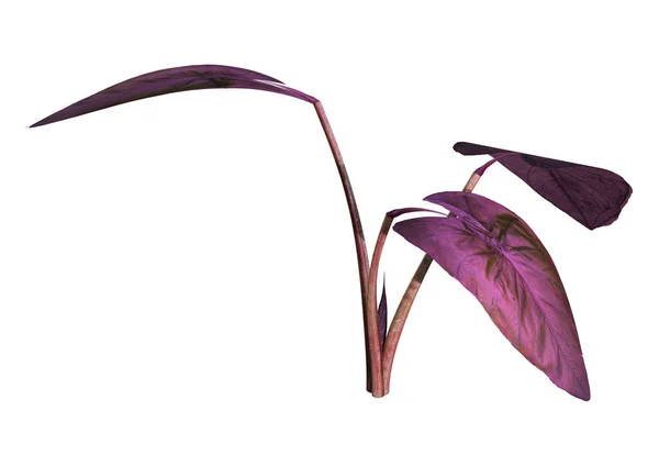 Фіолетова Квітка Ізольована Білому Тлі — стокове фото