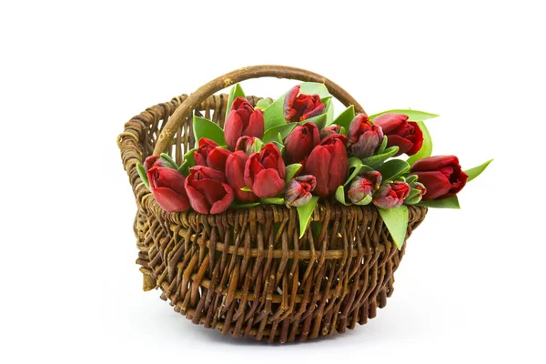 Rote Tulpen Einem Korb Auf Weißem Hintergrund — Stockfoto