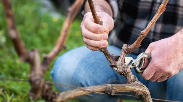 Primer Plano Una Mano Viticultor Poda Viñedo Con Tijeras Acero —  Fotos de Stock