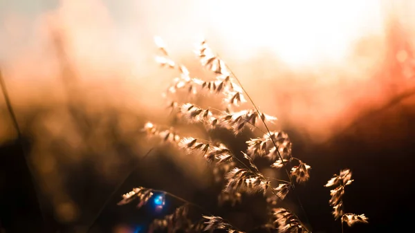 Ein Schönes Glänzendes Feld Mit Goldenen Wildblumen — Stockfoto