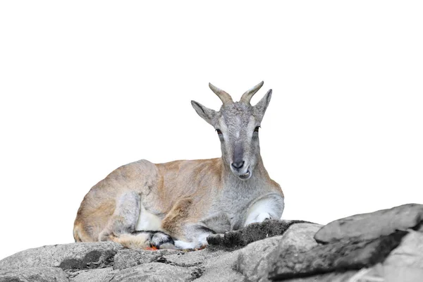 Chèvre Montagne Trouve Sur Des Rochers Isolé Sur Fond Blanc — Photo