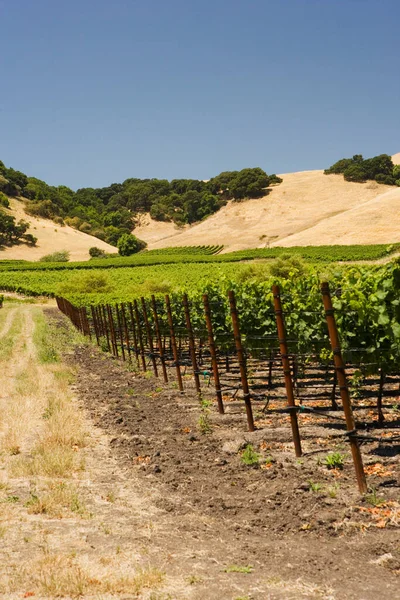 Vinha Região Chianti Toscana Itália — Fotografia de Stock