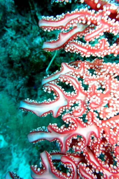 Beautiful Red Jellyfish Aquarium — Stock Photo, Image