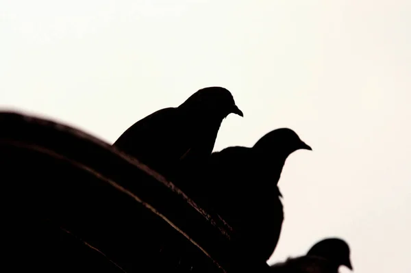 Tiefansicht Von Vier Tauben Auf Einem Felsvorsprung Chicago Illinois Usa — Stockfoto