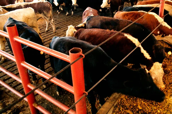 納屋の牛の高い角度のビュー — ストック写真