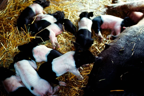 Closeup Sow Baby Pigs Henry Wilmington Ohio — Stock Photo, Image