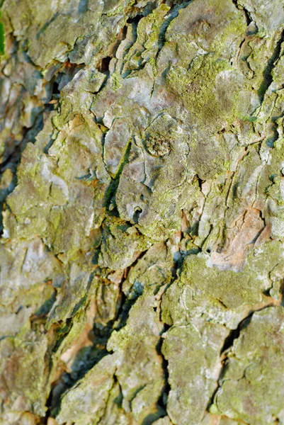 Gros Plan Une Écorce Arbre — Photo