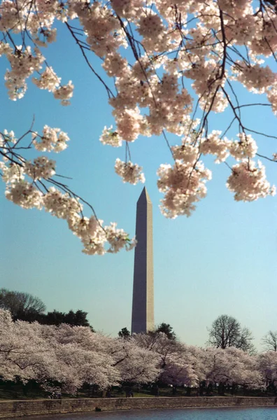 Árboles Flor Cerezo Largo Río Monumento Washington Washington — Foto de Stock