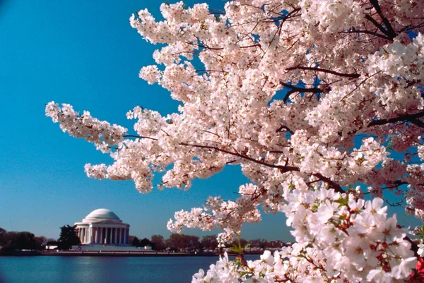 Крупный План Цветущей Вишни Мемориал Джефферсона Вашингтон Сша — стоковое фото