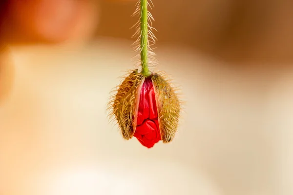 Bouton Pavot Rouge Non Ouvert Sur Table Pétales Fleurs Pliés — Photo