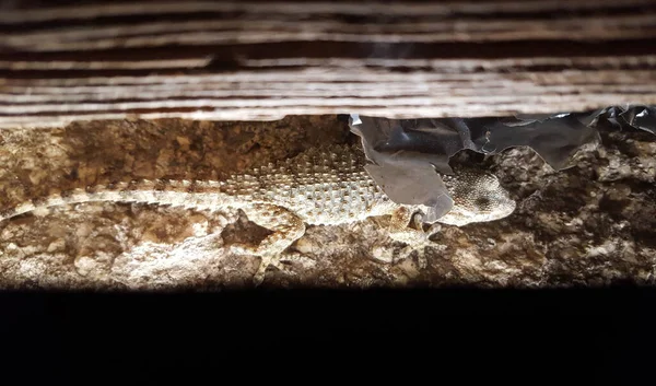Běžná Stěna Gecko Šplhá Starých Dveřích Closeup — Stock fotografie