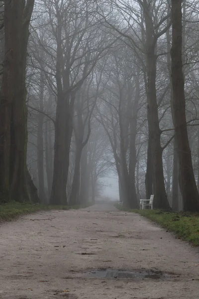 Matin Brumeux Dans Parc — Photo