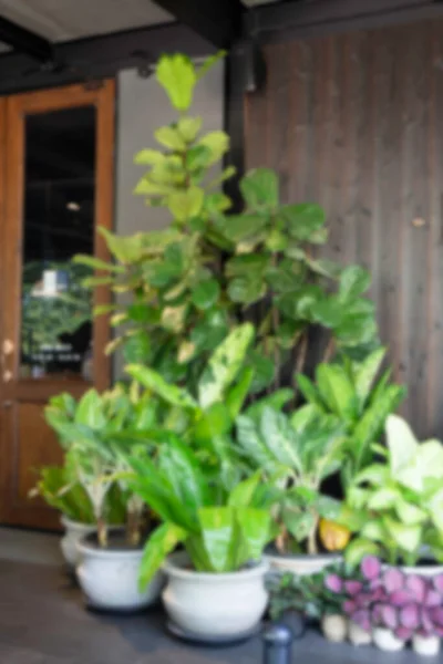 Groene Plant Tuin — Stockfoto
