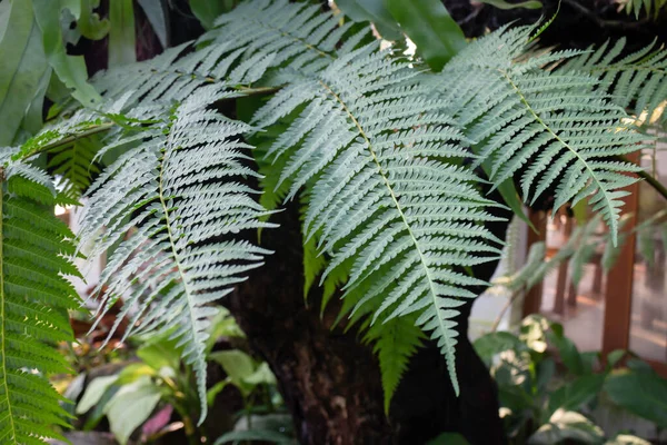 Planta Ornamental Jardín Foto Stock —  Fotos de Stock