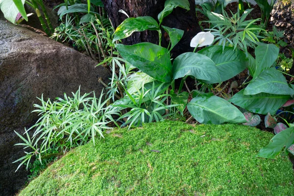 庭の観賞用植物 ストックフォト — ストック写真