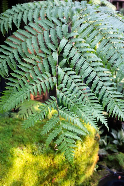 Ornamental Plant Garden Stock Photo — Stock Photo, Image