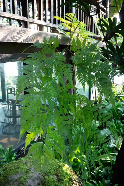 Decoratieve Plant Tuin Stockfoto — Stockfoto