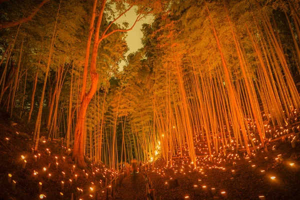 Bosque Bambú Iluminar Pequeño Escritorio Bosque Castillo Ciudadano Ubicación Del — Foto de Stock