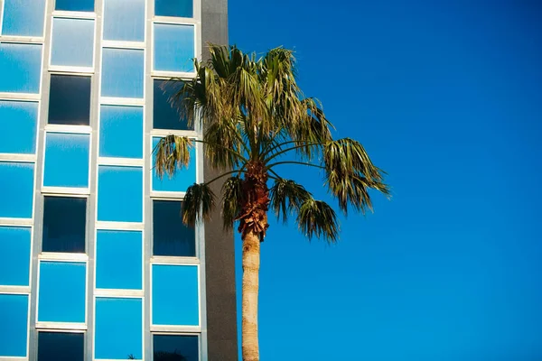 Alacsony Szögű Kilátás Egy Pálmafa Előtt Egy Épület — Stock Fotó