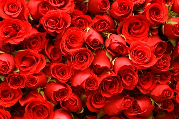 Hermosas Rosas Rojas Jarrón — Foto de Stock