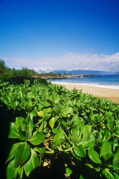 Mooi Tropisch Strand Met Groene Bladeren Blauwe Lucht — Stockfoto