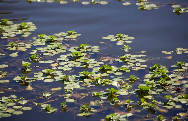 湖の水面で命を窒息させるサルビア植物 — ストック写真