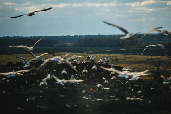 Ein Schwarm Möwen Auf Der Müllkippe Vögel Auf Der Deponie — Stockfoto