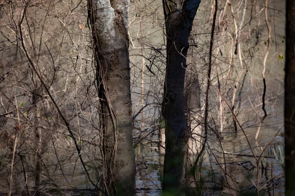 Belle Vue Sur Forêt — Photo