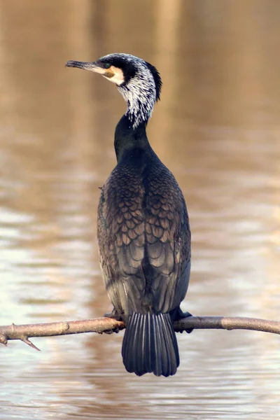 Hermoso Pájaro Lago — Foto de Stock