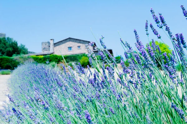 Lavendelfält Provence Frankrike — Stockfoto