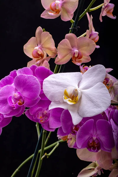 Belleza Flores Coloridas Orquídeas Aisladas Sobre Fondo Negro —  Fotos de Stock