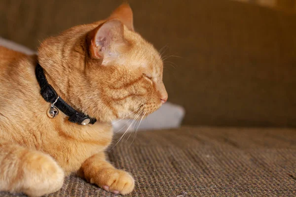 Закрыть Содержимое Золотой Кошки Отдыхающей Диване — стоковое фото