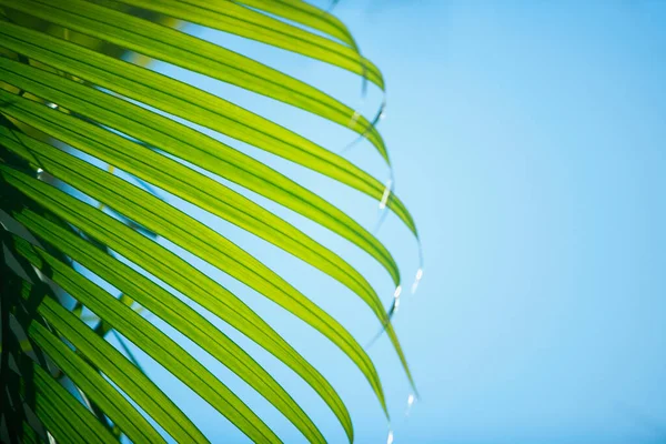 Green Palm Leaves Blue Background — Stock Photo, Image