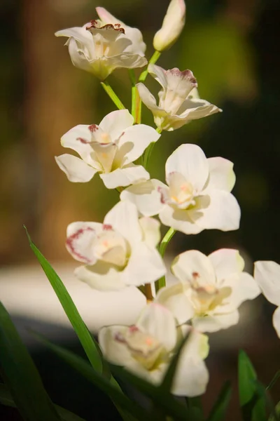 Bellissimi Fiori Orchidea Giardino — Foto Stock