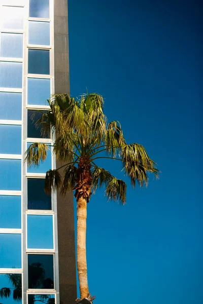 Vista Baixo Ângulo Uma Palmeira Frente Edifício Miami Flórida Eua — Fotografia de Stock