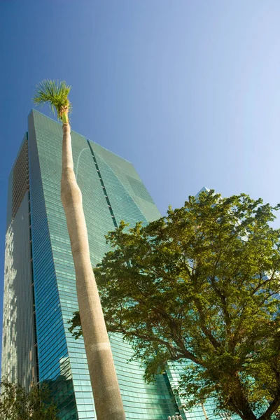 Vue Faible Angle Des Arbres Devant Bâtiment Miami Floride Usa — Photo