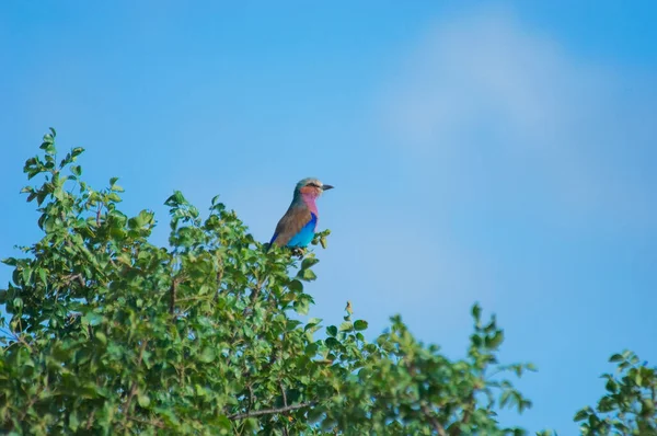 Pták Sedí Větvi Stromu Modré Obloze — Stock fotografie
