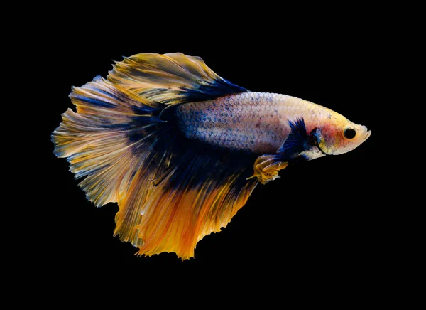 Siamois Poissons Combat Betta Splendens Poissons Poissons Aquarium Populaire Thaïlande — Photo