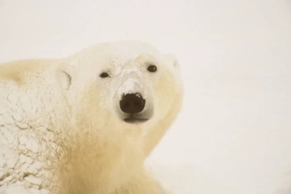 Orso Polare Nella Neve — Foto Stock