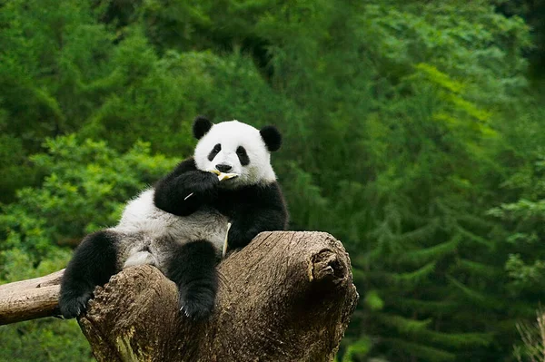 Panda Gigante Floresta — Fotografia de Stock