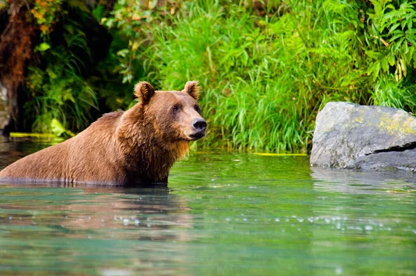 Μια Αρκούδα Γκρίζλι Στο Ποτάμι — Φωτογραφία Αρχείου