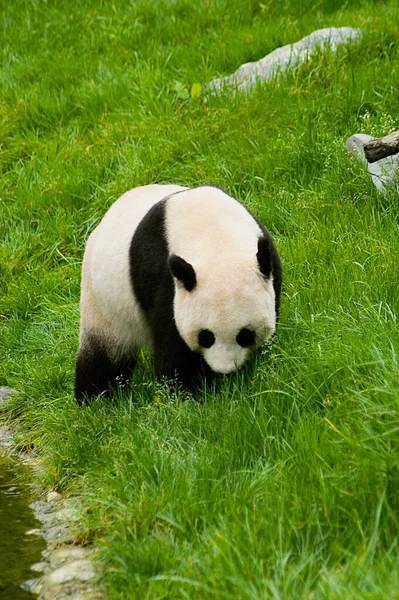 Panda Björn Äter Bambu — Stockfoto