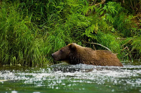 Urso Pardo Água — Fotografia de Stock