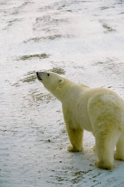 北極の白ホッキョクグマは — ストック写真