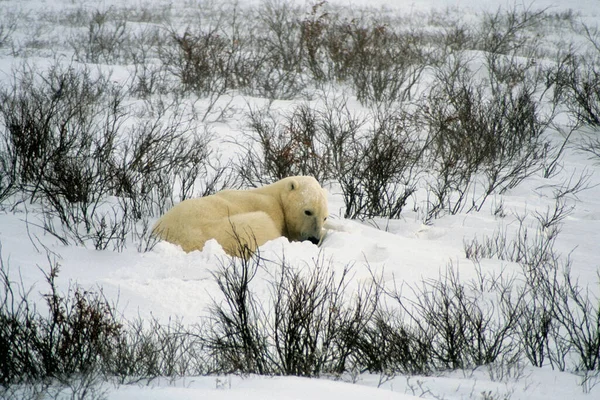 Jegesmedve Hóban — Stock Fotó