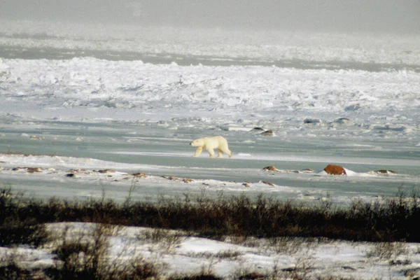 Orso Polare Nella Neve — Foto Stock