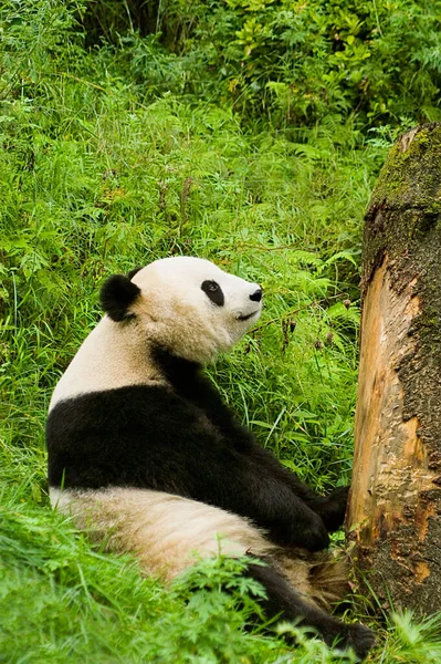 Riesenpandabär Frisst Bambus — Stockfoto